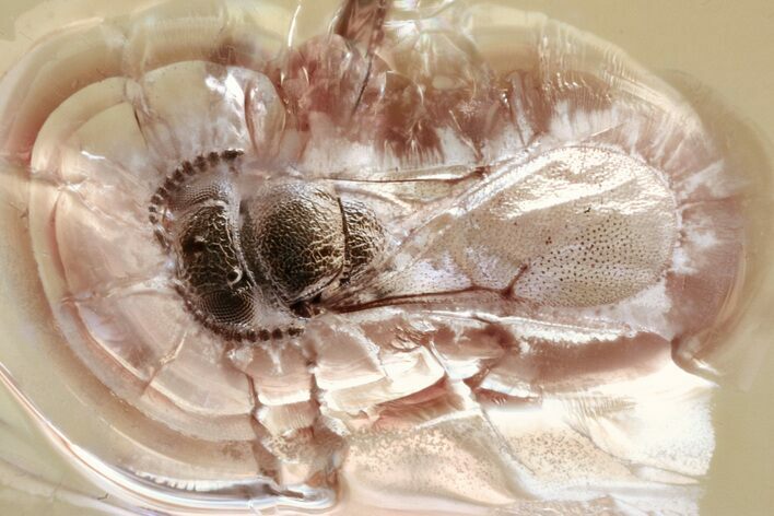 Fossil Parasitoid Wasp (Scelionidae) in Baltic Amber #357710